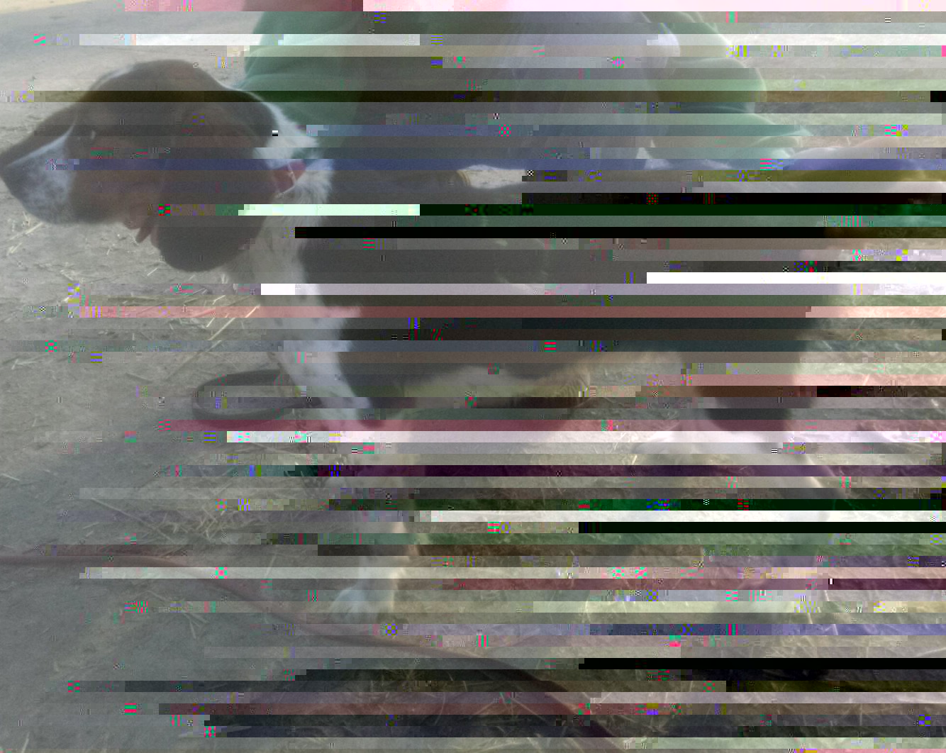 image.jpeg