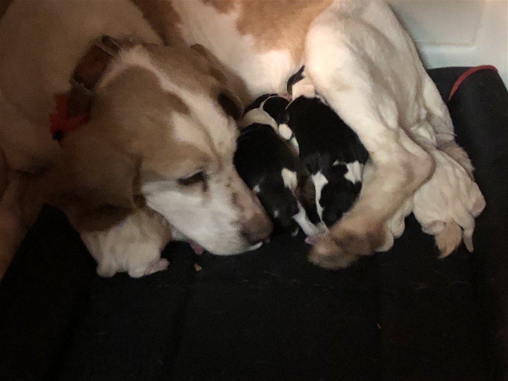 Mandy with 4-15-20 Pups.jpg