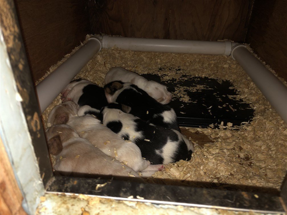 Hootch x Mandy pups at 2 weeks old.jpg