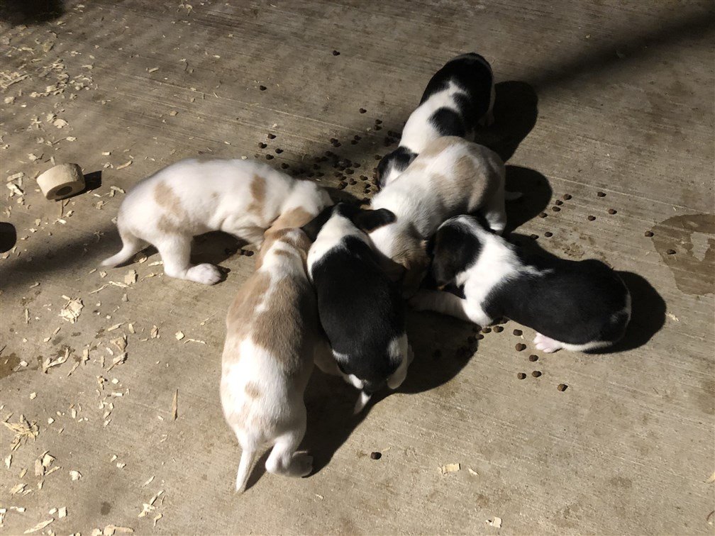 Hootch x Mandy pups, 4 weeks old, 5-13-20 (2).jpg