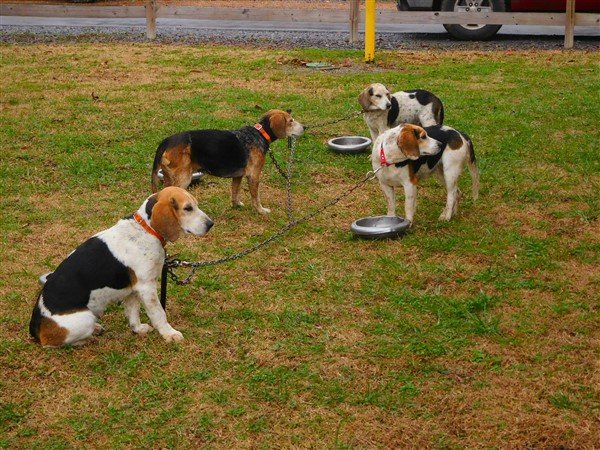 Tess,Josie,Queen and Fly